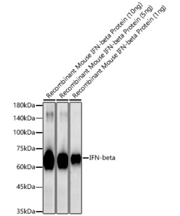 IFN-beta Rabbit Polyclonal Antibody