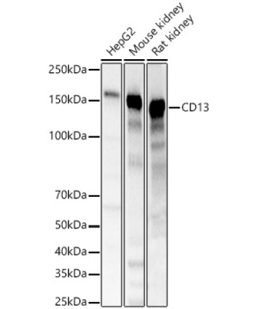 CD13 Rabbit Polyclonal Antibody