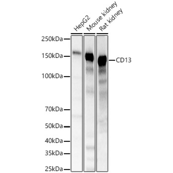 CD13 Rabbit Polyclonal Antibody