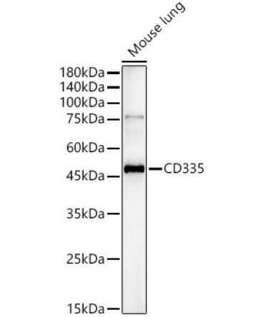 CD335 Rabbit Polyclonal Antibody