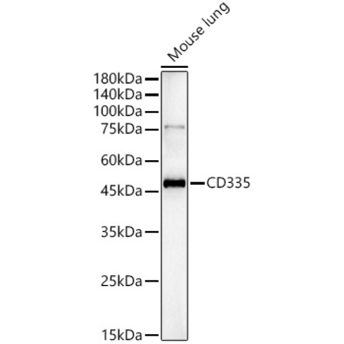 CD335 Rabbit Polyclonal Antibody