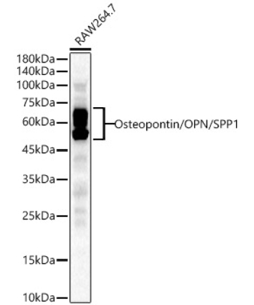 Osteopontin/OPN/SPP1 Rabbit Polyclonal Antibody