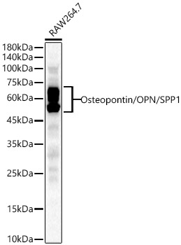 Osteopontin/OPN/SPP1 Rabbit Polyclonal Antibody