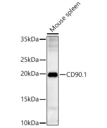 CD90.1 Rabbit Polyclonal Antibody