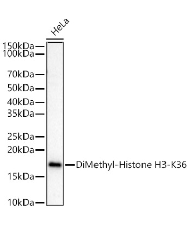 DiMethyl-Histone H3-K36 Rabbit Polyclonal Antibody