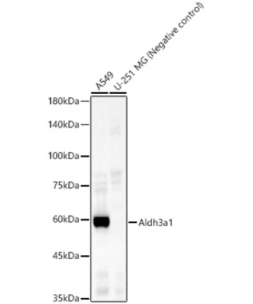 Aldh3a1 Rabbit Polyclonal Antibody