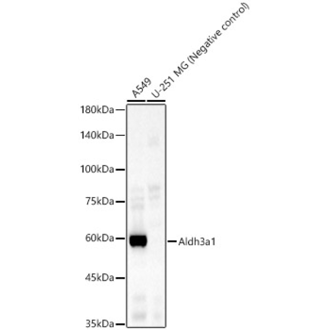 Aldh3a1 Rabbit Polyclonal Antibody