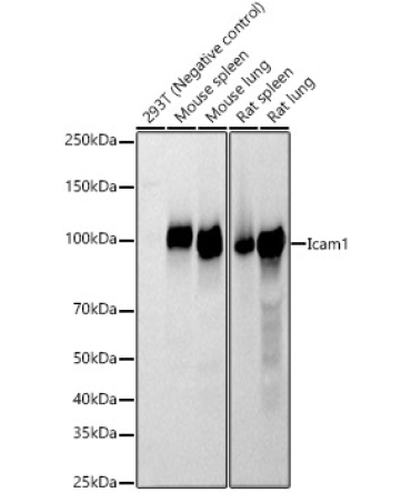 Icam1 Rabbit Polyclonal Antibody