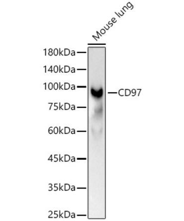 CD97 Rabbit Polyclonal Antibody