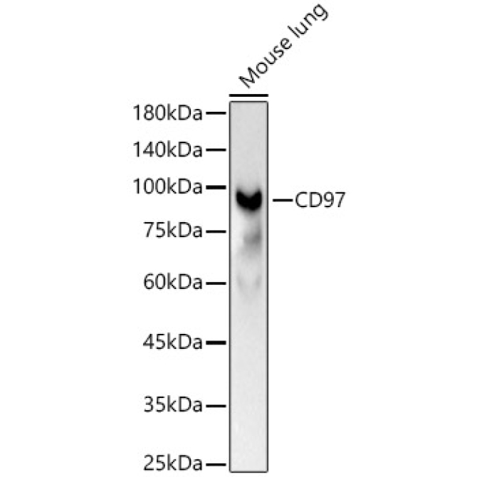 CD97 Rabbit Polyclonal Antibody