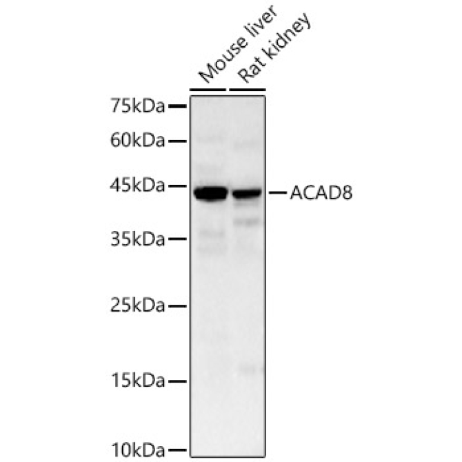 ACAD8 Rabbit Polyclonal Antibody