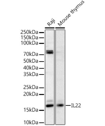 IL22 Rabbit Polyclonal Antibody