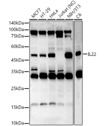 IL22 Rabbit Polyclonal Antibody