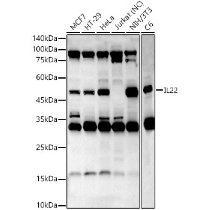 IL22 Rabbit Polyclonal Antibody