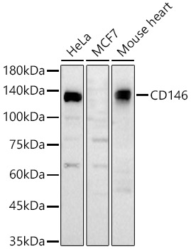 CD146 Rabbit Polyclonal Antibody