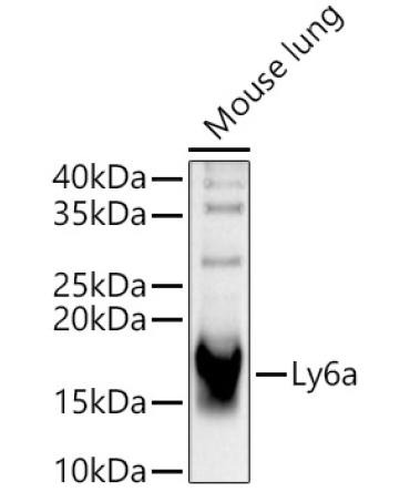 Ly-6A/E (Sca-1) Rabbit Polyclonal Antibody