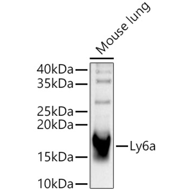 Ly-6A/E (Sca-1) Rabbit Polyclonal Antibody