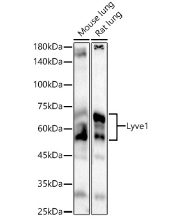 Lyve1 Rabbit Polyclonal Antibody