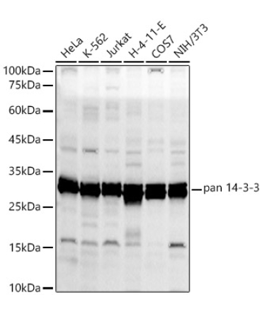pan 14-3-3 Rabbit Polyclonal Antibody