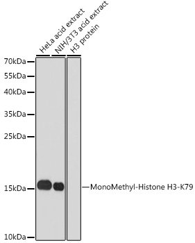 MonoMethyl-Histone H3-K79 Rabbit Polyclonal Antibody