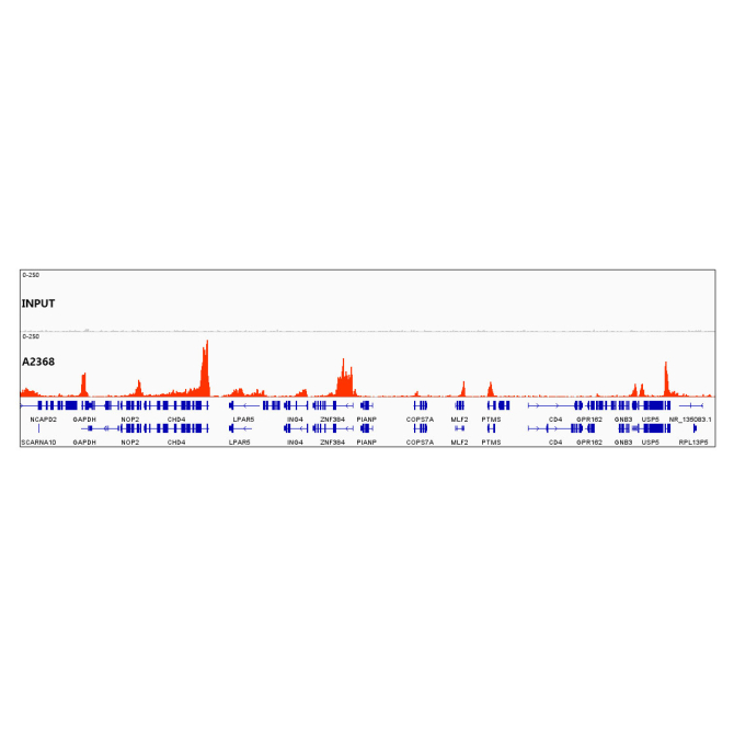 DiMethyl-Histone H3-K79 Rabbit Polyclonal Antibody