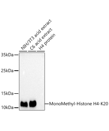 MonoMethyl-Histone H4-K20 Rabbit Polyclonal Antibody
