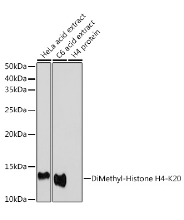 DiMethyl-Histone H4-K20 Rabbit Polyclonal Antibody