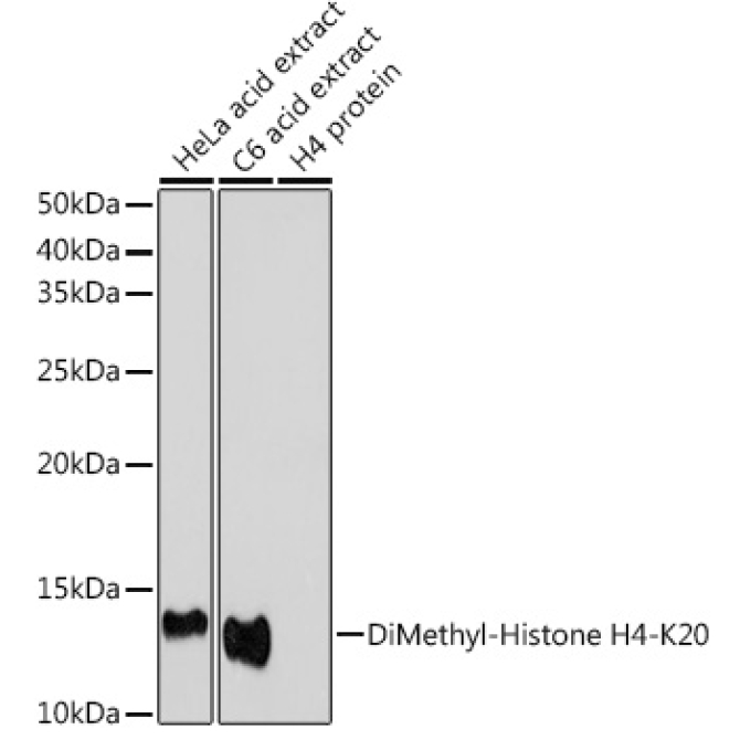 DiMethyl-Histone H4-K20 Rabbit Polyclonal Antibody