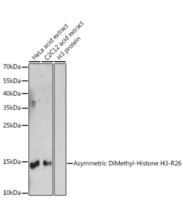 Asymmetric DiMethyl-Histone H3-R26 Rabbit Polyclonal Antibody