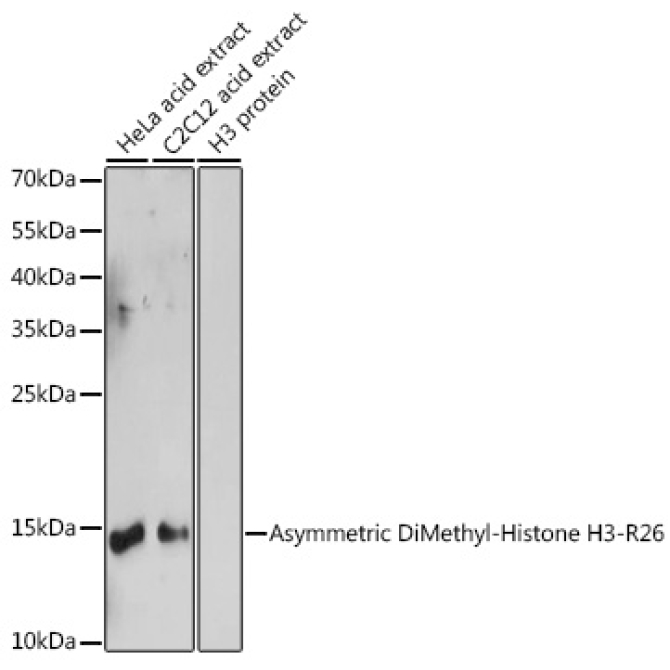 Asymmetric DiMethyl-Histone H3-R26 Rabbit Polyclonal Antibody