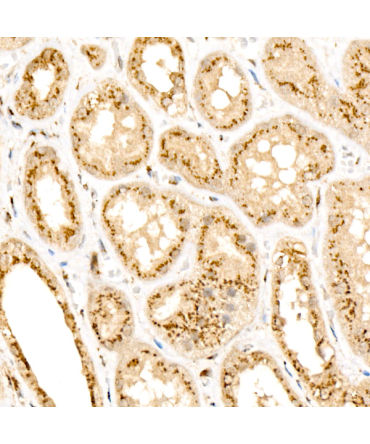 Giantin Rabbit Monoclonal Antibody