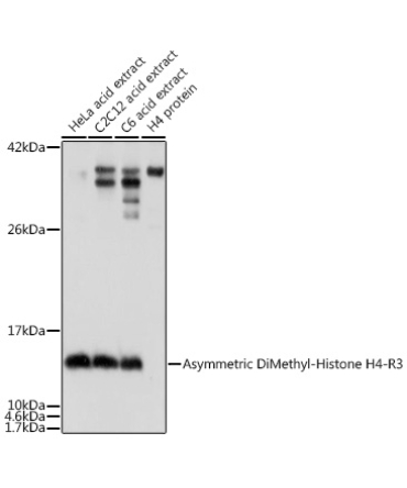 Asymmetric DiMethyl-Histone H4-R3 Rabbit Polyclonal Antibody