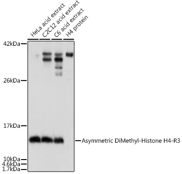 Asymmetric DiMethyl-Histone H4-R3 Rabbit Polyclonal Antibody