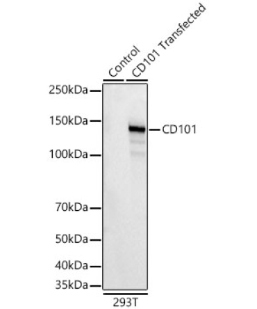 CD101 Rabbit Monoclonal Antibody