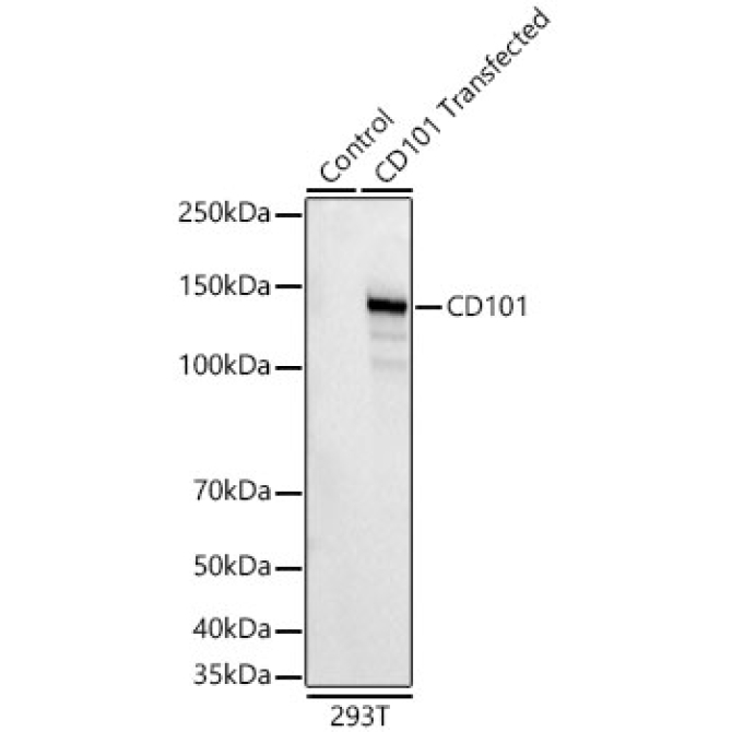 CD101 Rabbit Monoclonal Antibody