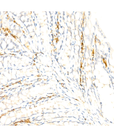 F4/80 Rabbit Monoclonal Antibody