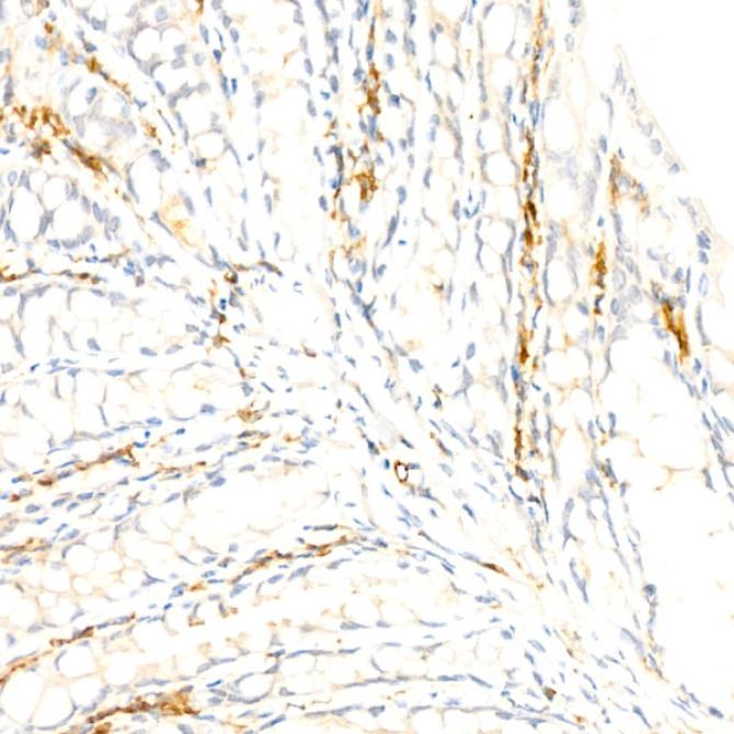 F4/80 Rabbit Monoclonal Antibody