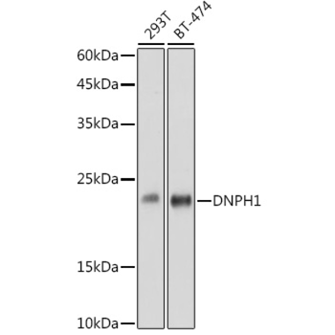 DNPH1 Rabbit Monoclonal Antibody