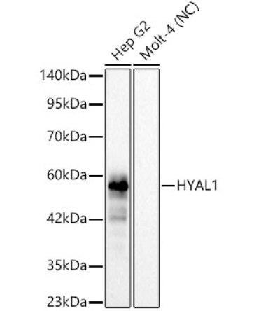 HYAL1 Rabbit Monoclonal Antibody