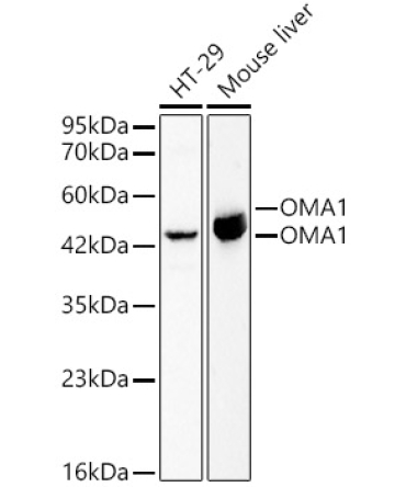 OMA1 Rabbit Polyclonal Antibody