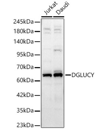 DGLUCY Rabbit Polyclonal Antibody