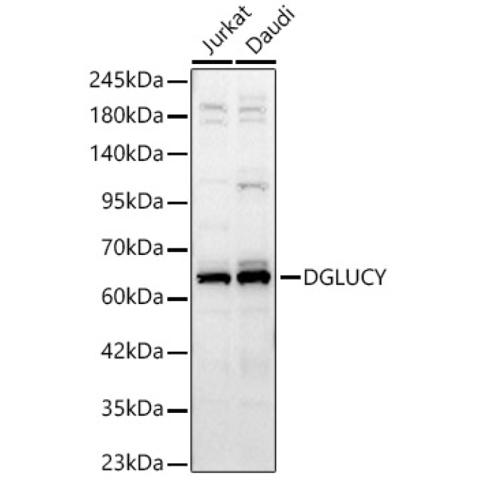 DGLUCY Rabbit Polyclonal Antibody