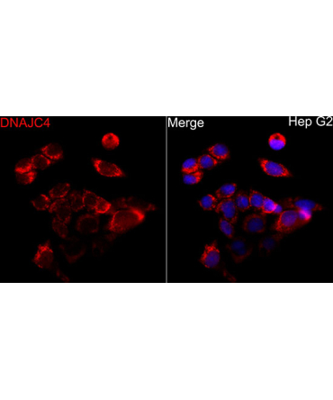 DNAJC4 Rabbit Polyclonal Antibody