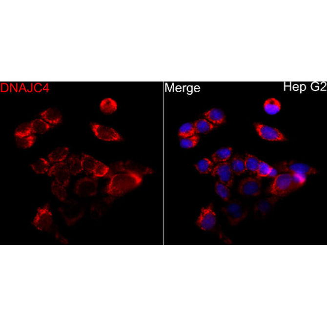 DNAJC4 Rabbit Polyclonal Antibody