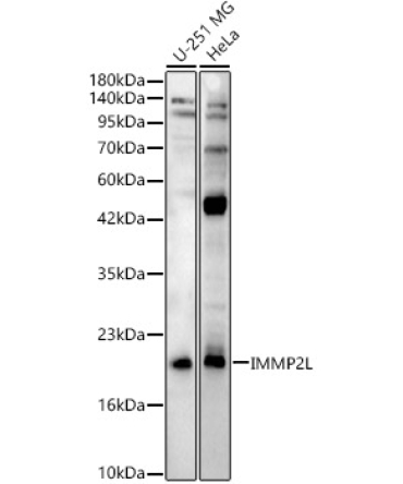 IMMP2L Rabbit Polyclonal Antibody