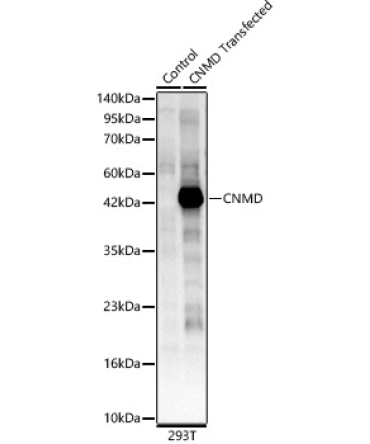 CNMD Rabbit Polyclonal Antibody