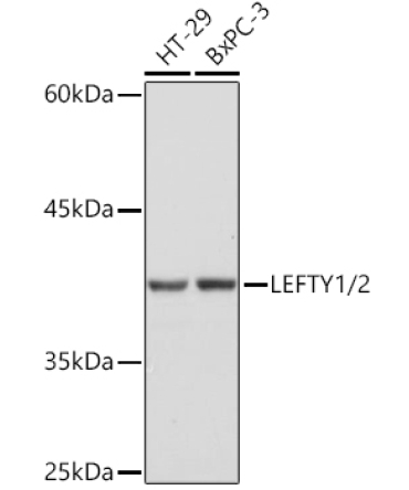 LEFTY1/2 Rabbit Monoclonal Antibody