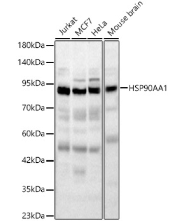 HSP90AA1 Rabbit Polyclonal Antibody