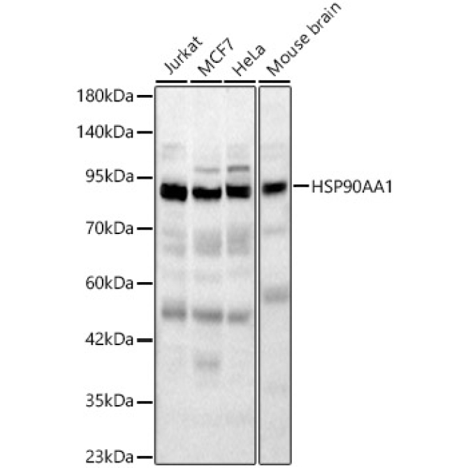 HSP90AA1 Rabbit Polyclonal Antibody