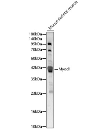 Myod1 Rabbit Polyclonal Antibody